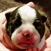 00420151014_184556-1_resized