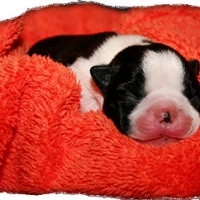 Wo1_beauVbardonique_3571