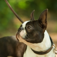 00der-stolze-papa000001