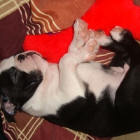 belmondo_ZweiterTag003